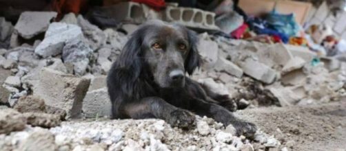Un cane in mezzo alle macerie di un terremoto