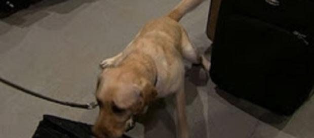 Dogs are putting their noses to work in the air to keep concert fans safe. Screencap CBS News/YouTubew Dogs are putting their noses to work in the air to keep concert fans safe. Screencap CBS News/YouTubew