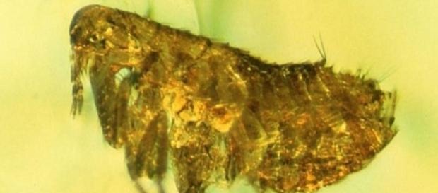 Mosca preistorica trovata in un frammento d'ambra - Sott.net - sott.net Mosca preistorica trovata in un frammento d'ambra - Sott.net - sott.net