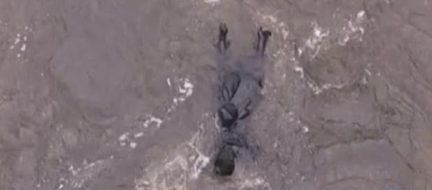 Una vita anticipazioni dal 28 agosto al 1 settembre: ritrovato il cadavere di Ursula? Una vita anticipazioni dal 28 agosto al 1 settembre: ritrovato il cadavere di Ursula?