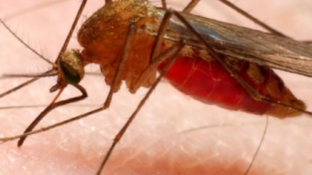 Malaria: cosa &egrave; e come si trasmette | Caffeina Magazine - caffeinamagazine.it