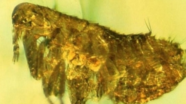 Mosca preistorica trovata in un frammento d'ambra - Sott.net - sott.net