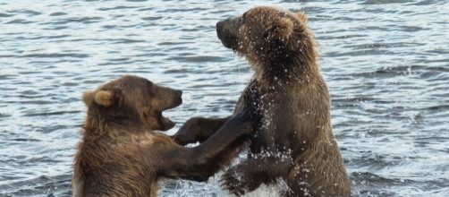 The feeding habits of Kodiak bears are being altered due to the warming climate. Source: Pixabay.com