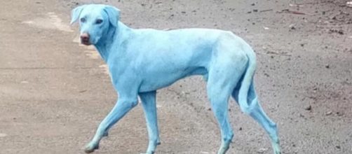Un cane blu della città di Mumbai (India)