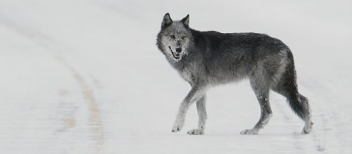 Wolf. Beware. Image via Pixabay.