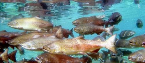 Salmoni del Pacifico, i rischi dopo la fuga del salmoni atlantici di allevamento