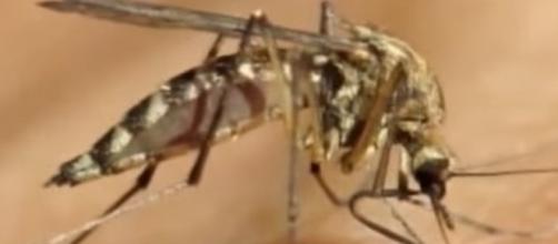 West Nile Virus is a mosquito-borne infection that might afflict people and animals. (WXYZ-TV Detroit | Channel 7/YouTubescreenshot)