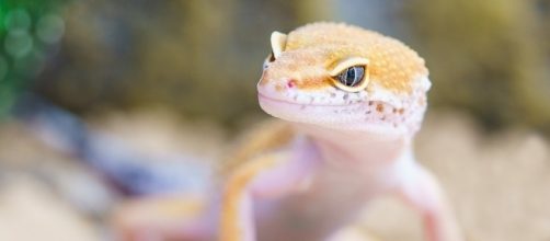 A man in China had a gecko lizard removed from his ear, minus the tail [Image: Pixabay/CC0]