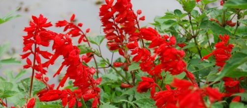 Traditional Chinese herb red sage could treat osteoporosis- Sudaroviyam/ Flickr