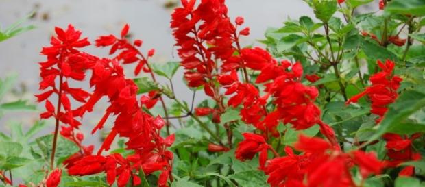 Traditional Chinese herb red sage could treat osteoporosis- Sudaroviyam/ Flickr Traditional Chinese herb red sage could treat osteoporosis- Sudaroviyam/ Flickr