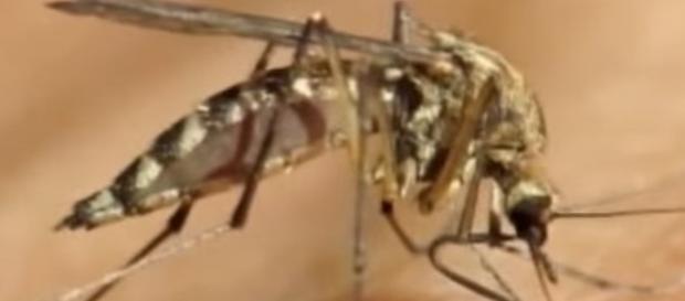 West Nile Virus is a mosquito-borne infection that might afflict people and animals. (WXYZ-TV Detroit | Channel 7/YouTubescreenshot) West Nile Virus is a mosquito-borne infection that might afflict people and animals. (WXYZ-TV Detroit | Channel 7/YouTubescreenshot)
