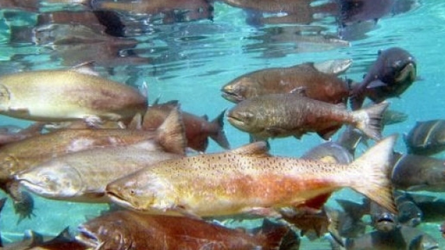 Salmoni del Pacifico, i rischi dopo la fuga del salmoni atlantici di allevamento