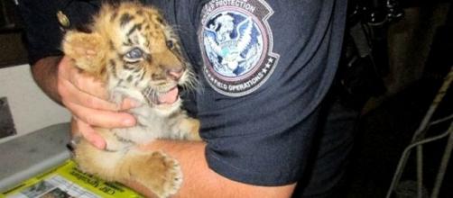 A California teenager was arrested while trying to smuggle a tiger cub into the US from Mexico [Image CBP San Diego]