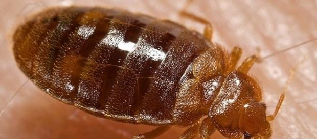 Oklahoma City has a lot of these bloodsucking bugs. WikiMedia Commons/Piotr Naskrecki Oklahoma City has a lot of these bloodsucking bugs. WikiMedia Commons/Piotr Naskrecki