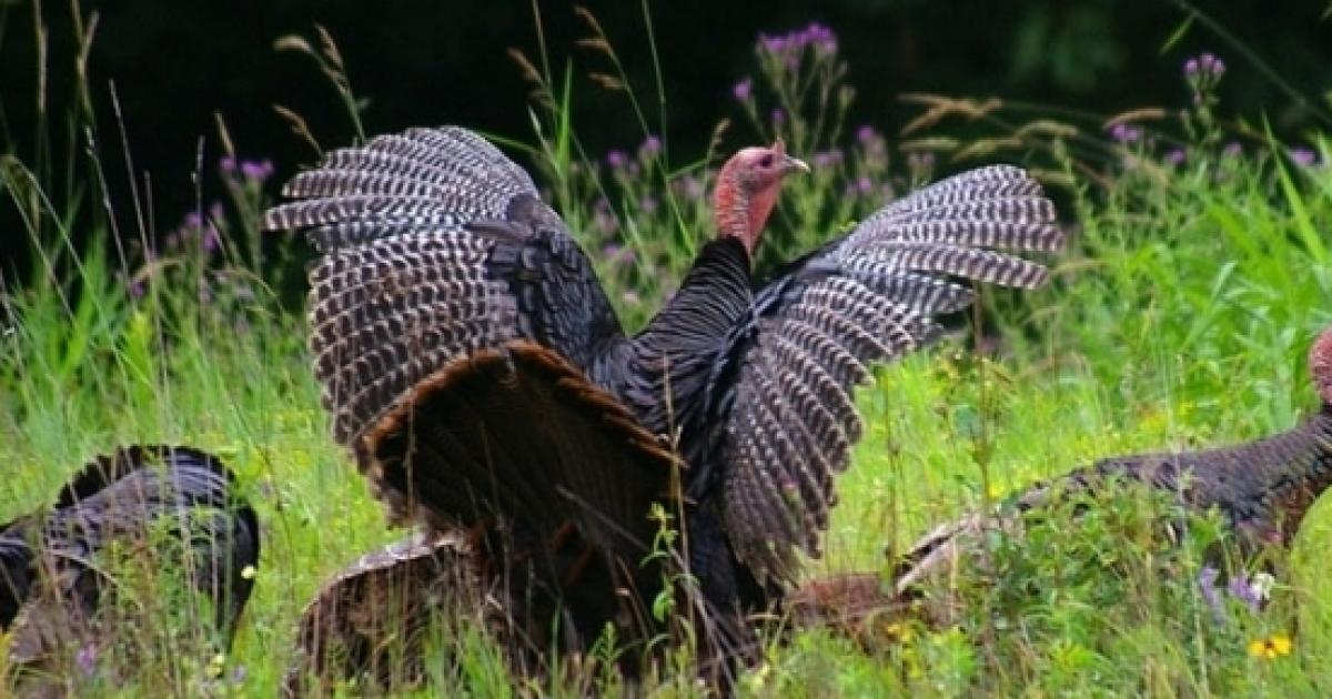 Aggressive wild turkeys take over Connecticut town