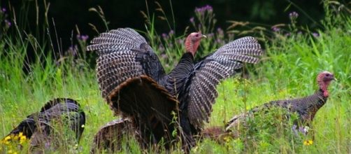 A flock of wild turkeys is causing problems in a Connecticut town after locals fed them [Image: Goodfreephotos/CC0]