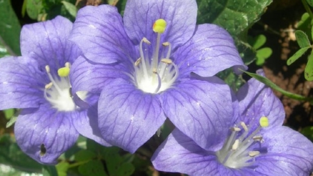 Spinaci con la mandragola, schock in Italia