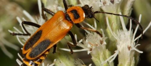 Beetle - Chauliognathus pensylvanicus - cirrusimage.com