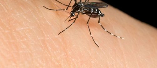 Malattia di West Nile, sta bene l'uomo colpito dal virus delle zanzare - ilpiacenza.it