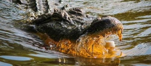 More than 350 alligators are in danger of escaping from a Texas alligator sanctuary due to flooding [Image: Pixabay/CC0]