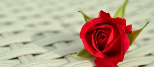 Rose , Love, Romance. Image via Pixabay