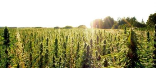 In Cina la coltivazione della cannabis diventa legale