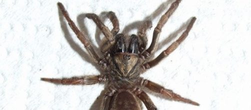 Australian trapdoor are related to spiders found only in South Africa [Image: Wikimedia]