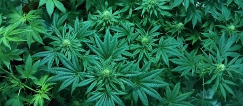 Marijuana plant, source: Pixabay (no attribution required)