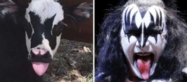 Filhote de vaca é a cara do vocalista do Kiss, Gene Simmons Filhote de vaca é a cara do vocalista do Kiss, Gene Simmons