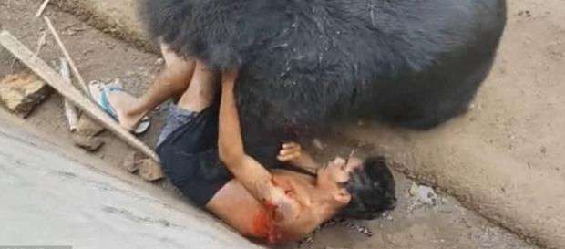 O urso que havia sido pouco alimentado atacou o homem com muita fome O urso que havia sido pouco alimentado atacou o homem com muita fome