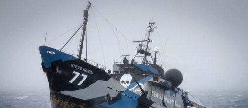 Sea Shepherd: i 'pirati delle balene' rinunciano alla lotta in mare - ruya.io
