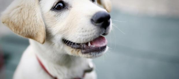 Dogs help employees | Free photo: Dog, Puppy, Smile, Cute, Pet Dogs - Free Image on ...| Photo via Pixabay, Pixabay.com Dogs help employees | Free photo: Dog, Puppy, Smile, Cute, Pet Dogs - Free Image on ...| Photo via Pixabay, Pixabay.com