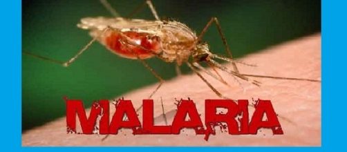 Sempre più efficiente la lotta alla malaria, sia nella profilassi, con il primo vaccino, che nella terapia, con l’uso di combinazione di farmaci.