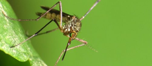 First sexually transmitted Zika cases of 2017 in Florida confirmed / Photo via Katja Schulz, Flickr