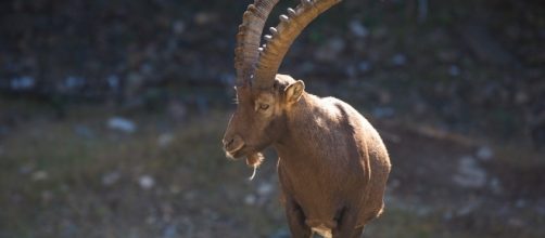 Free photo: Capricorn, Ibex, Animal, Horn, Goat - Free Image on ... - pixabay.com