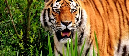 Free photo: Tiger, Predator, Fur, Beautiful - Free Image on ... - pixabay.com