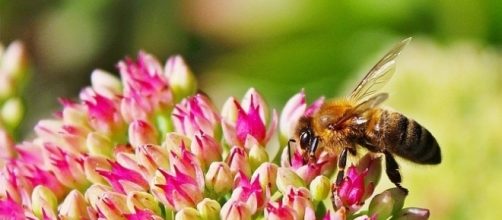 Pollinators don’t like artificial light around flowers [Image: Pixabay]