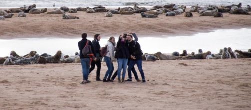 Selfie culture is not more important than wildlife whatever these people in Aberdeenshire might think. Lee Watson Ythan Seal Watch