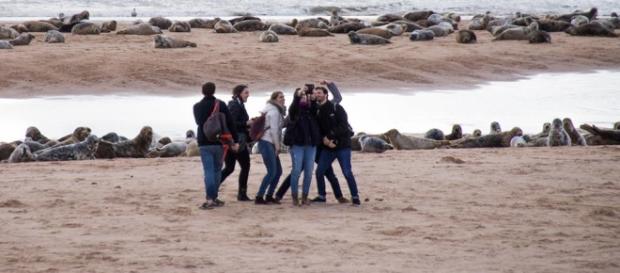 Selfie culture is not more important than wildlife whatever these people in Aberdeenshire might think. Lee Watson Ythan Seal Watch Selfie culture is not more important than wildlife whatever these people in Aberdeenshire might think. Lee Watson Ythan Seal Watch