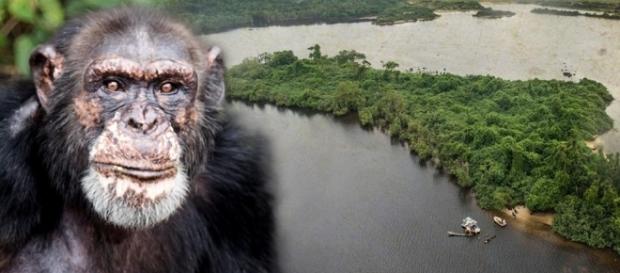 Sie wurden bei Tierversuchen vergiftet und ausgesetzt - Die Insel ... - bild.de Sie wurden bei Tierversuchen vergiftet und ausgesetzt - Die Insel ... - bild.de