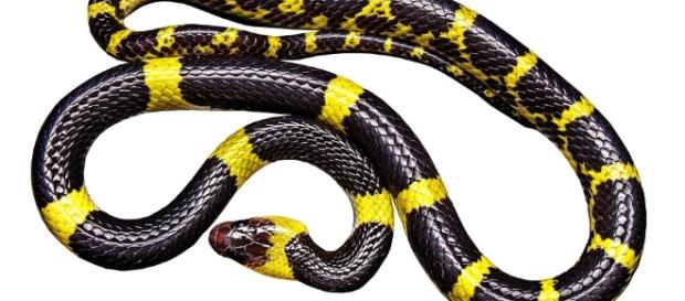Snake - Free images on Pixabay - pixabay.com Snake - Free images on Pixabay - pixabay.com