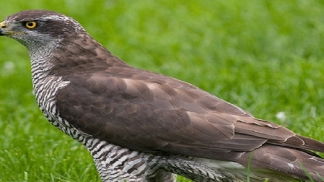 Sparviero utilizzato per falconeria
