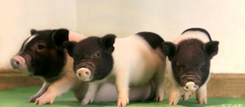 Pigs could be the answer to human organ shortfall photo credits:Meg Tirrell (@megtirrell) | Twitter - twitter.com