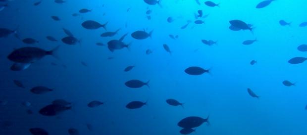 Grotta Azzurra a San Nicola Arcella: Foto di Maria Chiara Rosace Grotta Azzurra a San Nicola Arcella: Foto di Maria Chiara Rosace