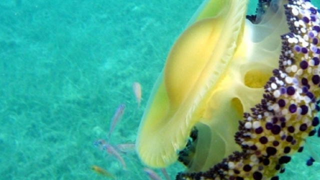 Medusa huevo frito - medusas.org