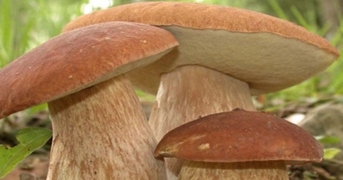 Stagione della raccolta dei funghi in Polonia gravi rischi per la salute