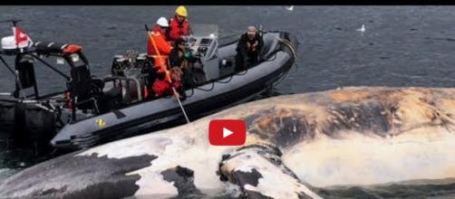 Body of a dead right whale being brought to land for a necropsy. Photo via YouTube
