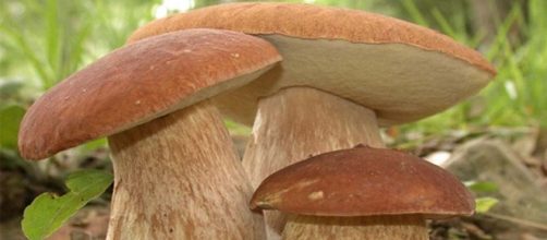 Funghi porcini neile zone boschive