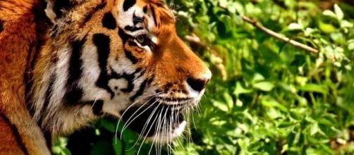 Tinder users have been asked not to use tiger selfies on the dating app [Image: Pixabay/CC0]