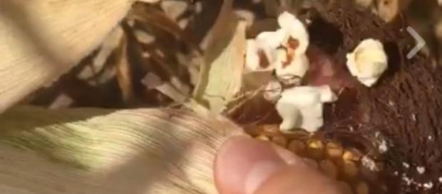 Fenomeni 'soprannaturali' a Cento: dalle pannocchie escono pop corn pronti, ma senza sale - Foto: Facebook. Fenomeni 'soprannaturali' a Cento: dalle pannocchie escono pop corn pronti, ma senza sale - Foto: Facebook.